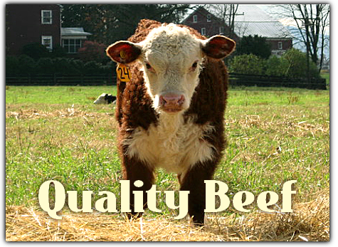 Beef